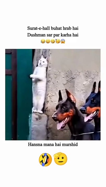 Funy video