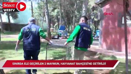 Sınırda ele geçirilen 2 maymun, Gaziantep Hayvanat Bahçesi'ne getirildi