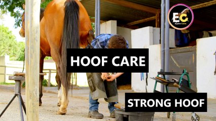 Critical Hoof Care Tips Every Horse Owner Must Know | Prevent Lameness & Boost Performance!