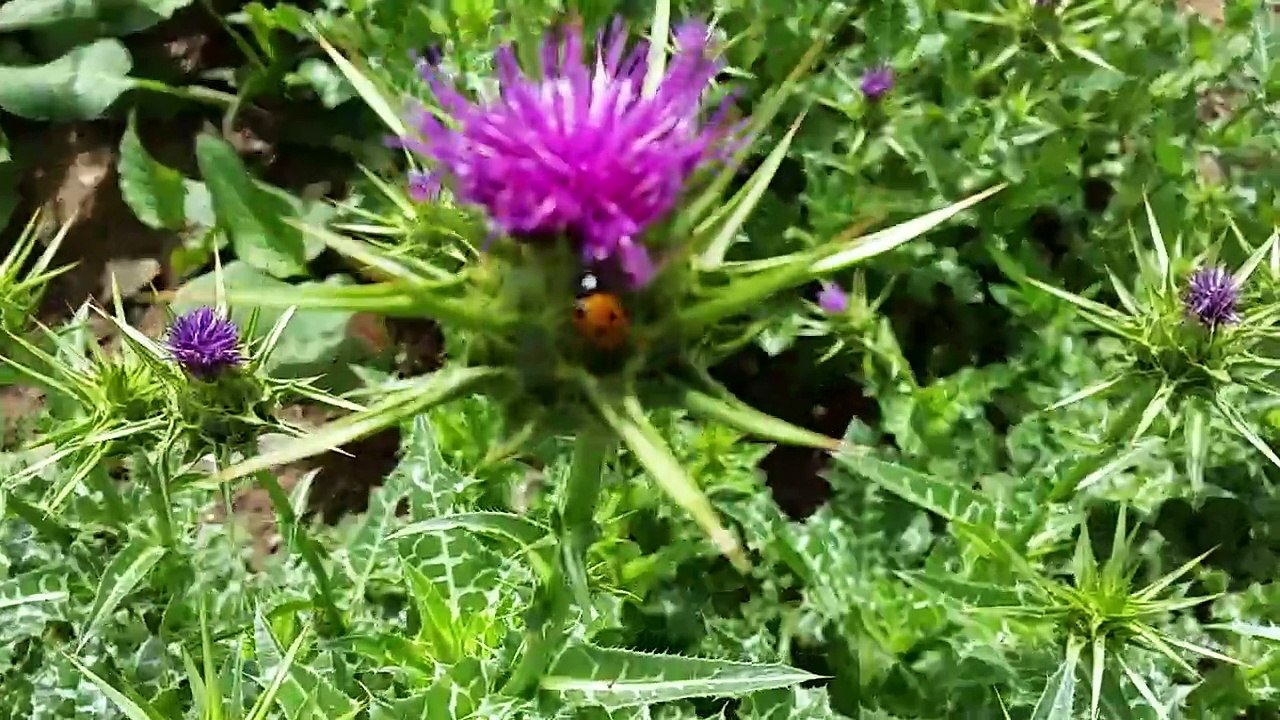 Wild Spring Flowers