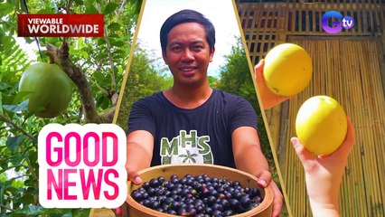 Golden caimito, miracle fruit at Brazillian grapes, mabuti sa kalusugan! | Good News