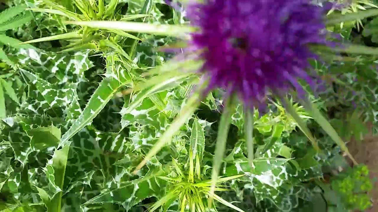 Spring Time Islamabad