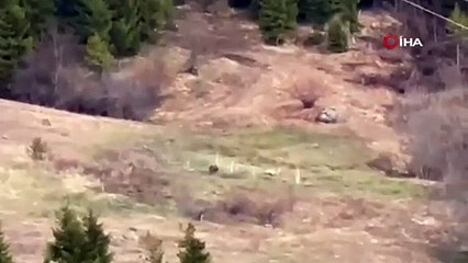 Artvinli gençler ayıyı çaya davet etti