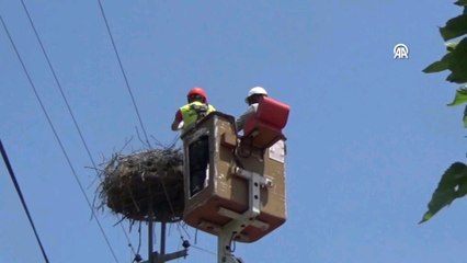 Sinop'ta halkalandı, Güney Afrika'da fotoğraflandı
