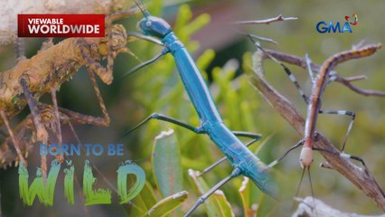 Dwarf forest sa Dinagat Island, pinamumugaran ng iba't ibang klase ng buhay-ilang! | Born to be Wild