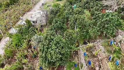 Kilosu 150 TL! Antalya'da hasat zamanı