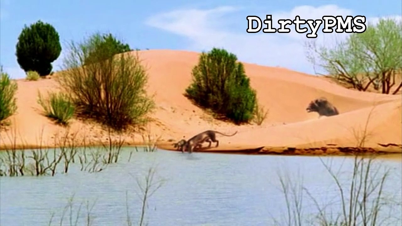 Amphicyonidae - Broken