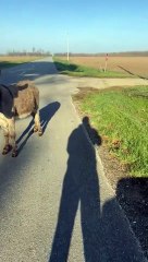 You just got told off by a cute donkey