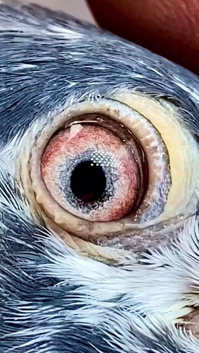 Subscribe Our YouTube Channel For Complete Videos https://www.youtube.com/@PakistanPigeonAssociation