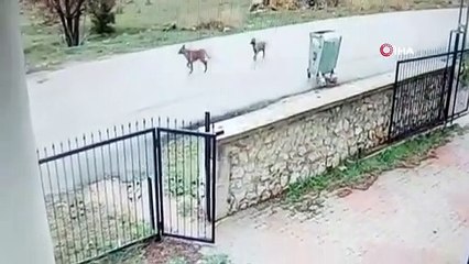 Ankara'da köpekler kadına böyle saldırdı!