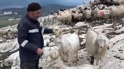 Isparta’da çobanların kurt kabusu büyüyor