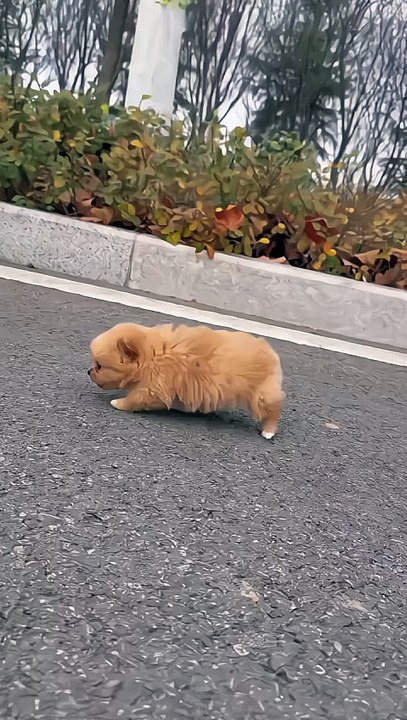 A happy puppy