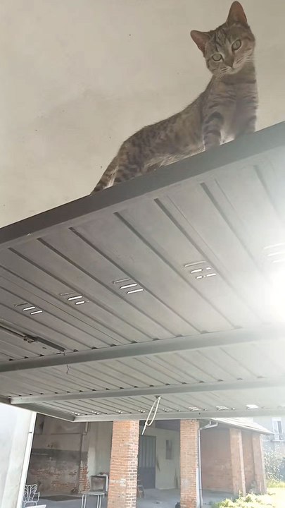 occhi di gatto 1987