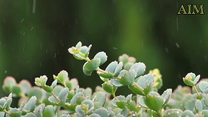 20-Minute Journey to Inner Peace