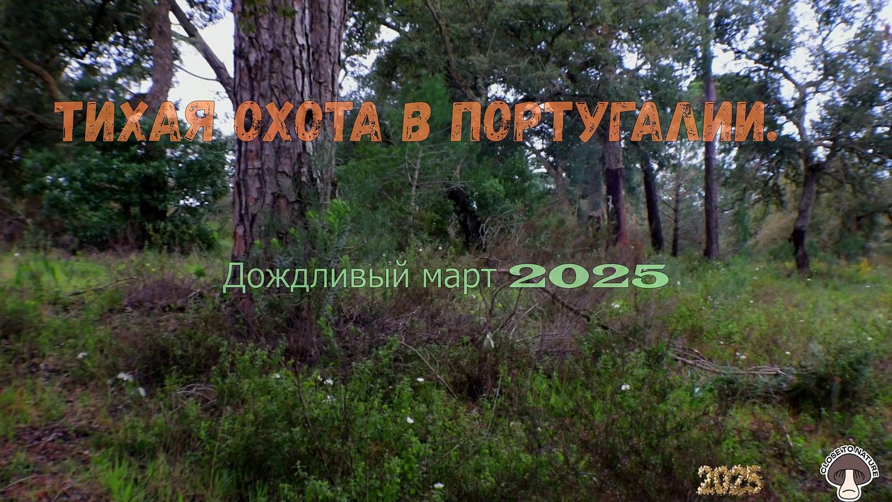 Тихая охота в Португалии.Дождливый март 2025.