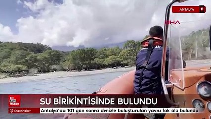 Antalya'da 101 gün sonra denizle buluşturulan yavru fok ölü bulundu