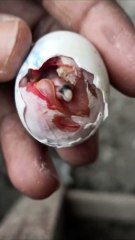 Pets life #hatching #livehatching #pigeon