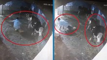 Bakımını yaptığı inek, besiciyi tekmeledi; o anlar kamerada
