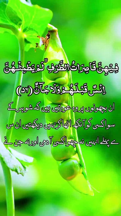 Foryou | Quran