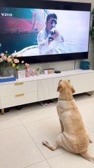 Angry Dog🤣# Dailymotion