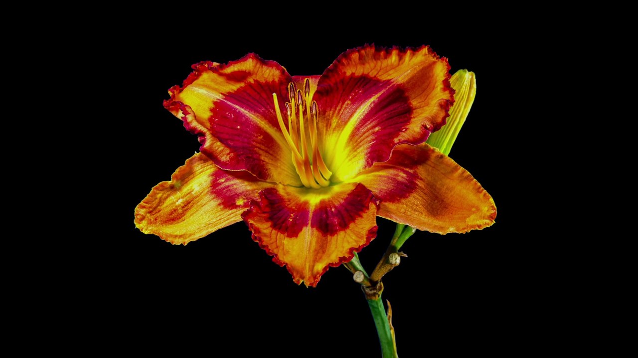 REAL OLED Dolby Vision Demo | 4K 60FPS HDR | ULTRA HD TV Test Video