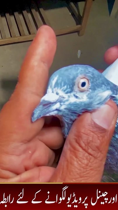 Subscribe Our YouTube Channel For Complete Videos https://www.youtube.com/@PakistanPigeonAssociation