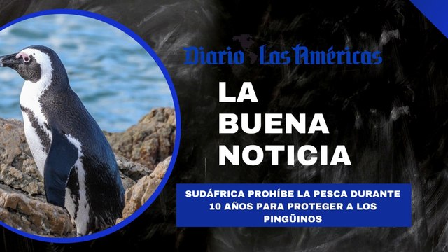 Sudáfrica prohíbe la pesca durante 10 años para proteger a los pingüinos | La buena noticia