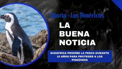 Sudáfrica prohíbe la pesca durante 10 años para proteger a los pingüinos | La buena noticia