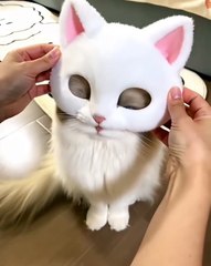 🐾 Welcome to the ultimate feline fiesta! Join us as we dive into the capti