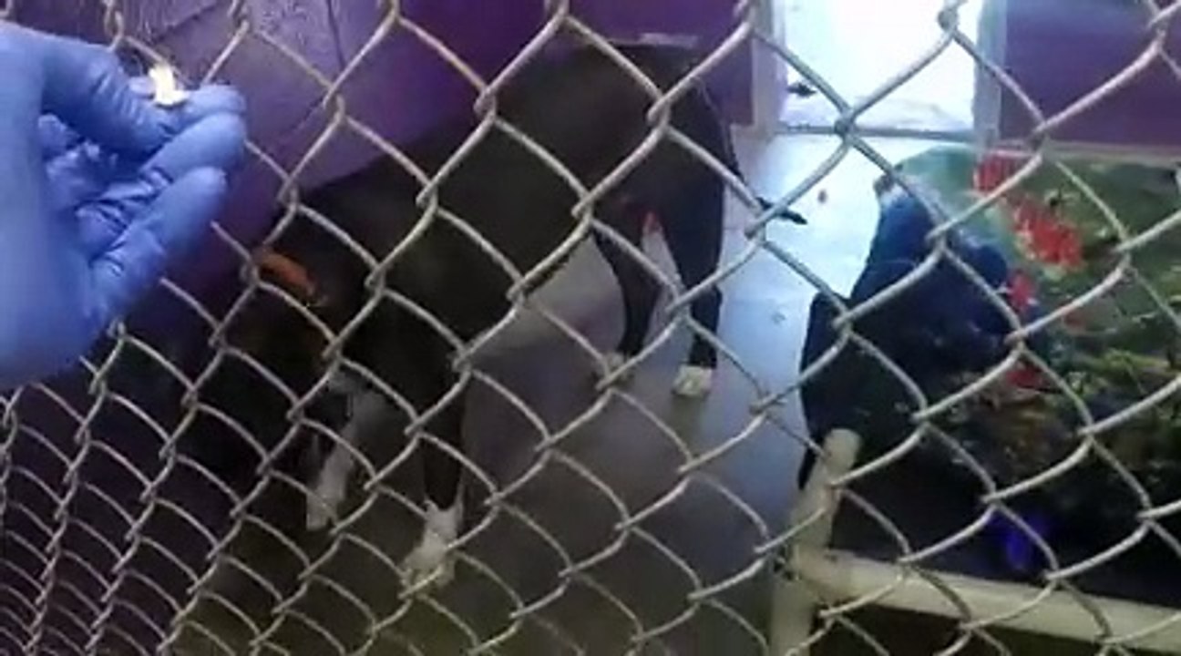 Old film❤️Lulu 2 Yr Old Pet Id 911087 kennel 13 HSSAZ concerns fading & engaging more of her sense of smell546 around April 5th 2022 GOPR0261small (112)