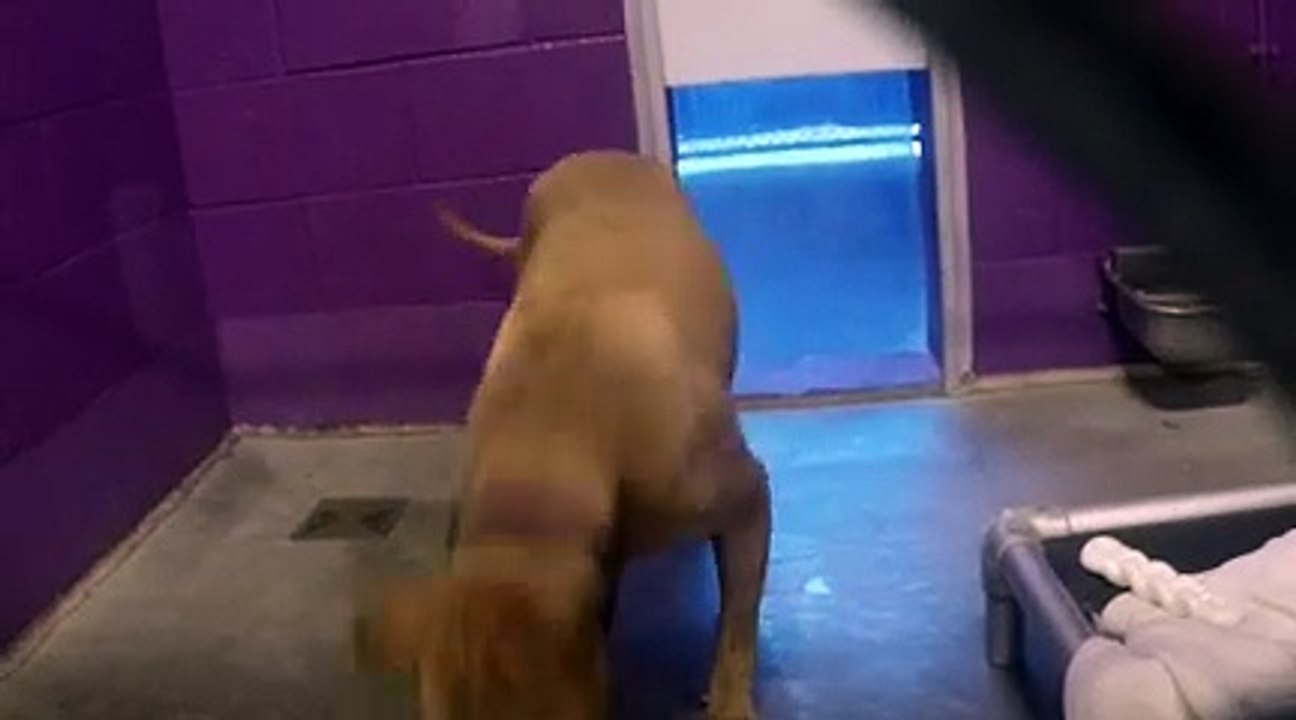 Old film❤️Barb 5 Yr Old Pet ID 905417 Kennel 15 HSSAZ magical baroness keeping her composure-finding grins 545 filmed around 4-5-2022 GOPR0261small (111)