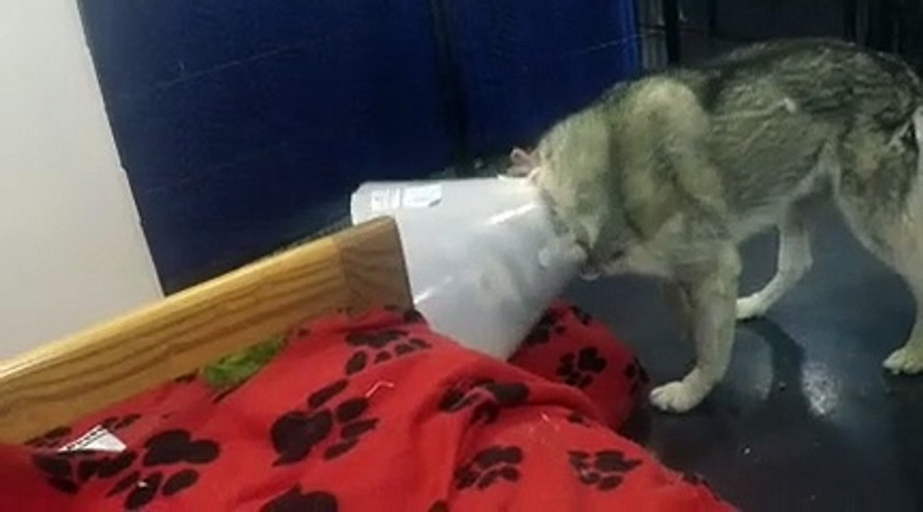 Old film❤️Achilies 8 Yr Old A773969 smiling guy savoring TRN busy day, chiefly kennel 48 pod 3 PACC shelter615 film from around 4-11-2022 GOPR0261small (91) just before becoming adoptable at TRN with healing front right paw