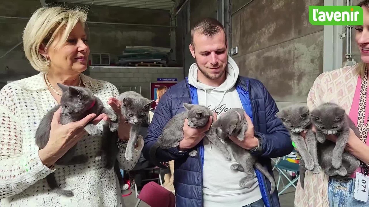 Exposition internationale féline à Herve, ce dimanche 6 avril 2025