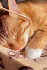 cute cat 😼😼 #cuteanimals #cat #pets