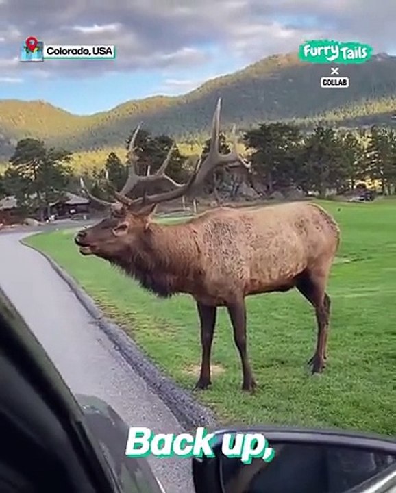 Lach dich schlapp mit Lustige Pfoten Ч. 56