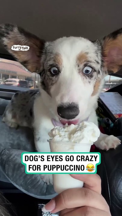 Dogs eyes go crazy for puppachino