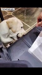 The World of Playful Pups - Episode 42