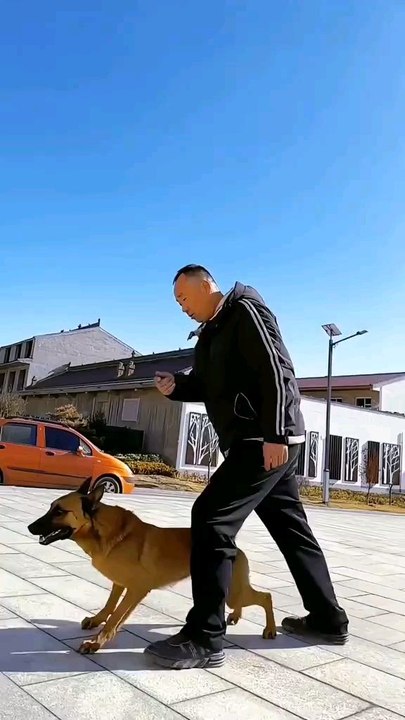 They are wonderful dogs