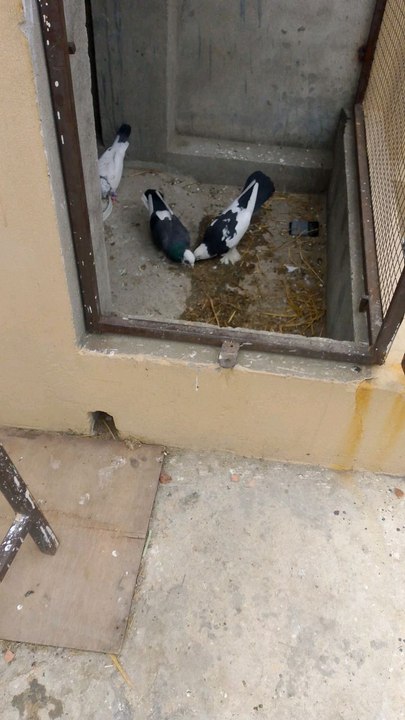 Pigeons are eating food and a little pigeon is asking another pigeon for food.