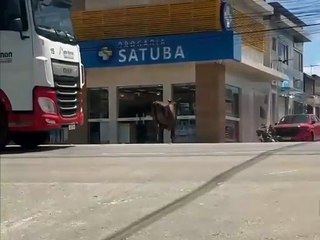 Boi foge de caminhão e parte para cima de criança e mulher