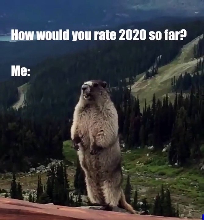 🌟 Discover the fascinating world of Marmots in our latest video! 🐾 These