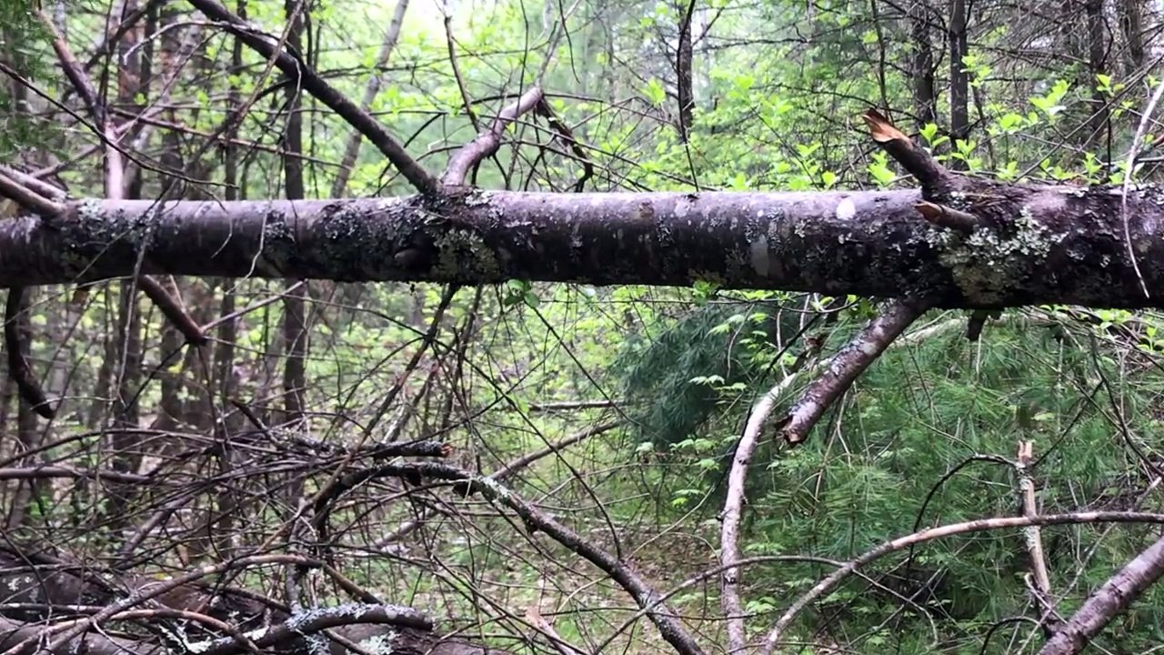 Dag Henderson - Millstone Woods May 2018