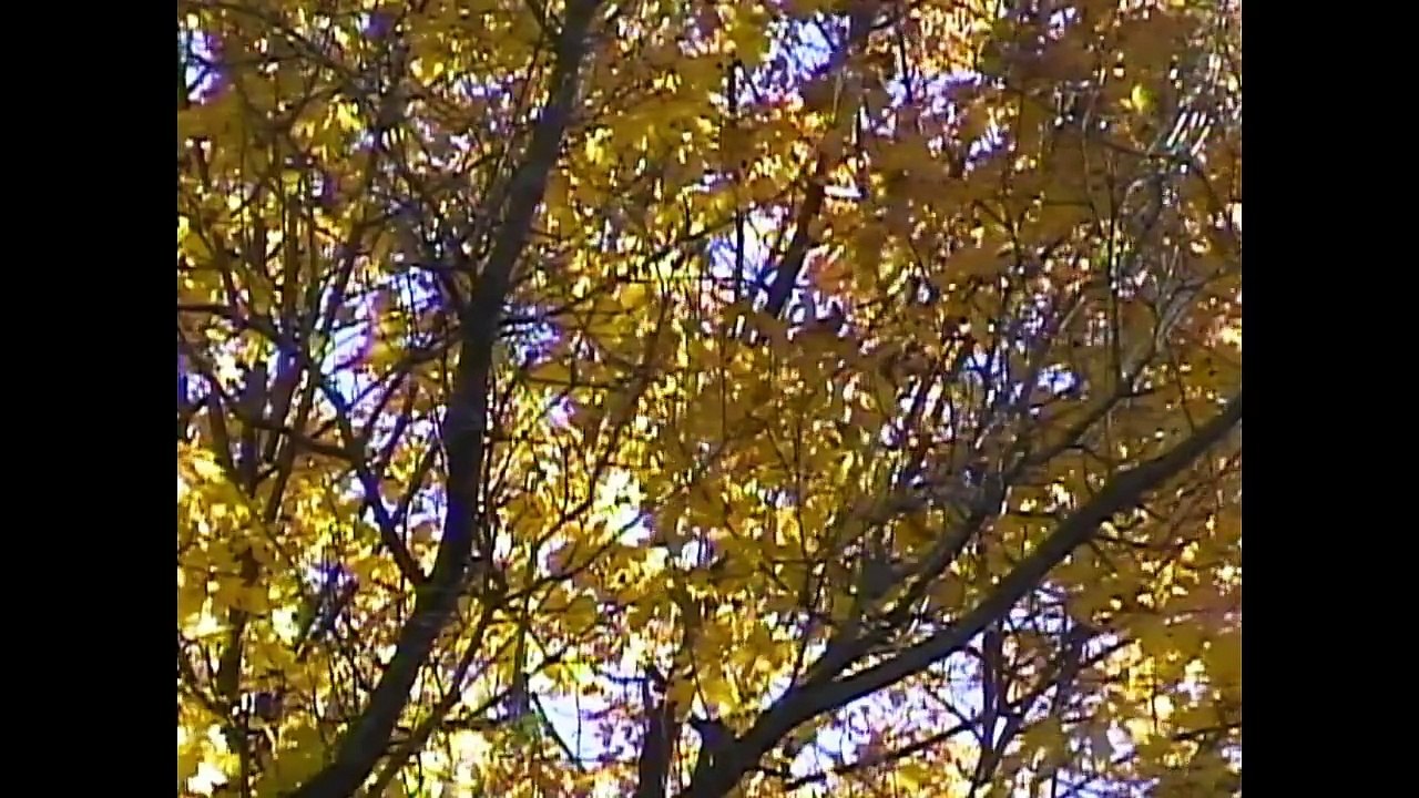 Juanito Thompson - Leaves
