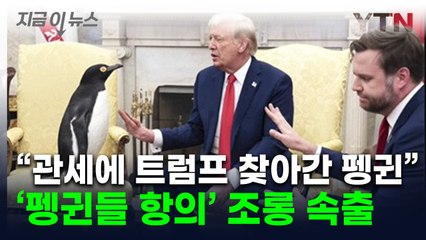 "트럼프 관세 폭탄에 들고 일어난 펭귄들"...조롱 밈 속출 [지금이뉴스]  / YTN