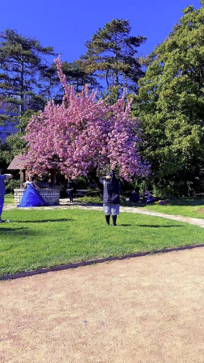 Blosom
