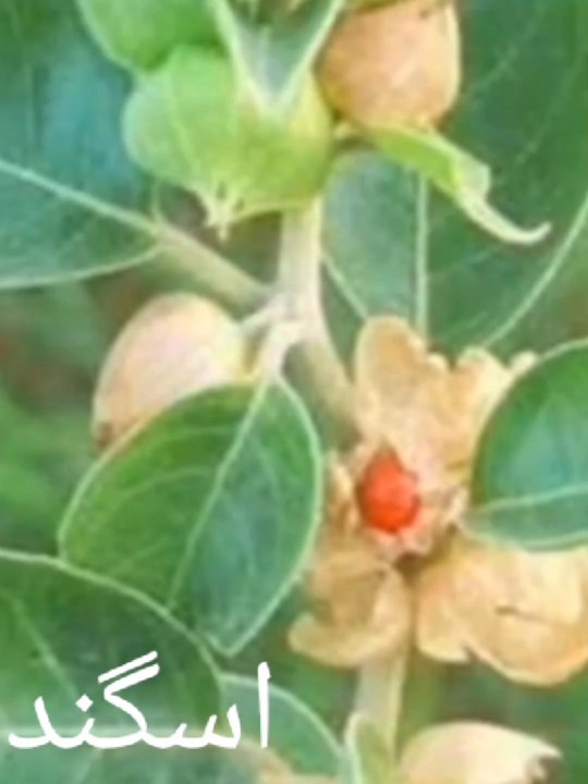 Natural plants