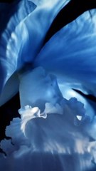 شد فوري وقوي للبشرة مع مستحضرات Orchidée Impériale  الثورية