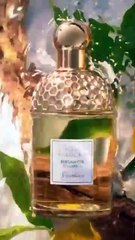 غيرلان تعرّفكِ إلى علاقتها بالبرغموت، الكنز النفيس لصانعي العطور