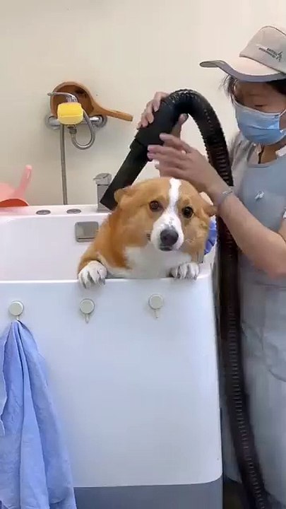 Bucket Bear Bucket