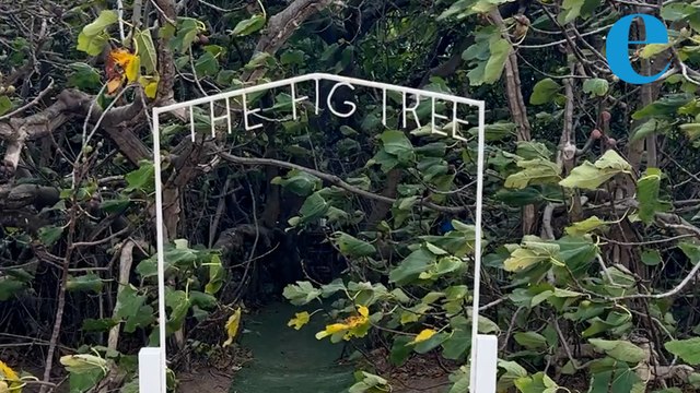 One of a kind foodie experience dining under fig trees
